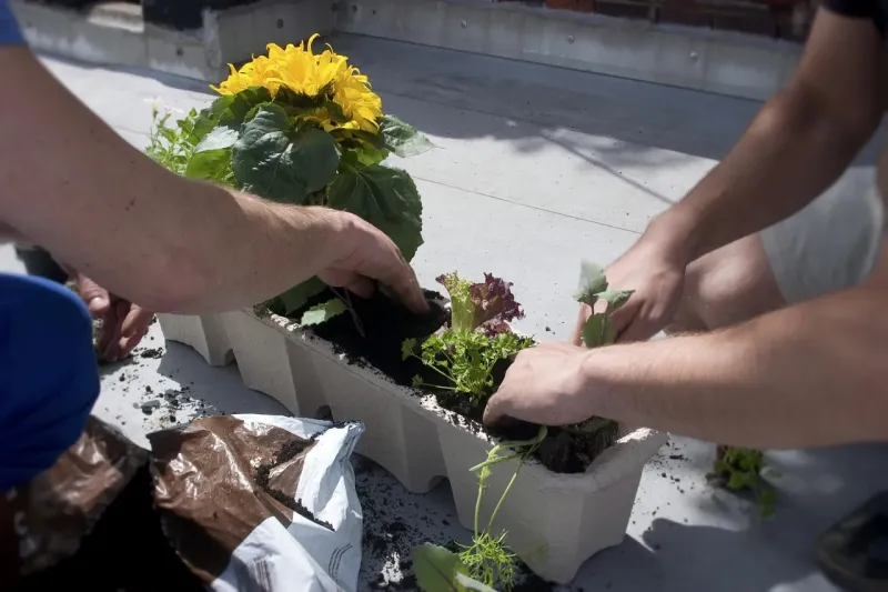 Cosa piantare nell'orto in balcone a luglio: guida al caldo
